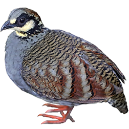 Taiwan Hill Partridge
